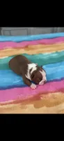 Annie-akc, a female Boston Terrier for sale in Konawa, OK – Photo 4 of 6