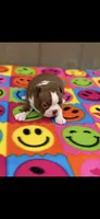 Annie-akc, a female Boston Terrier for sale in Konawa, OK – 6 of 10