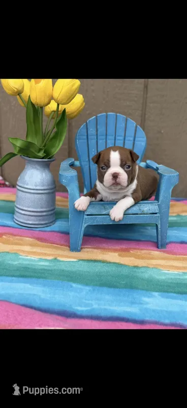 Annie-akc – Boston Terrier puppy for sale in Konawa, OK