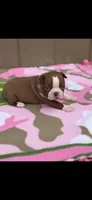 Annie-akc, a female Boston Terrier for sale in Konawa, OK – 9 of 10