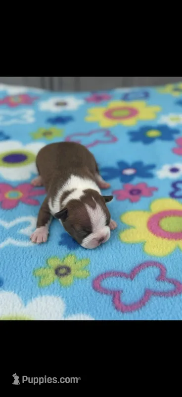 Annie-akc – Boston Terrier puppy for sale in Konawa, OK