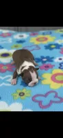 Annie-akc, a female Boston Terrier for sale in Konawa, OK – Photo 1 of 6