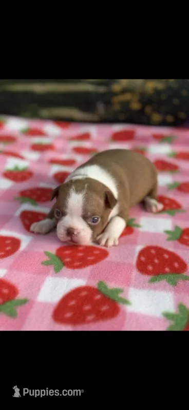 Annie-akc – Boston Terrier puppy for sale in Konawa, OK