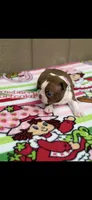 Annie-akc, a female Boston Terrier for sale in Konawa, OK – 8 of 10
