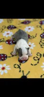 Stella-AKC, a female Boston Terrier for sale in Konawa, OK – 3 of 6