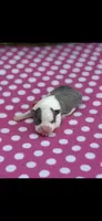 Stella-AKC, a female Boston Terrier for sale in Konawa, OK – 5 of 6