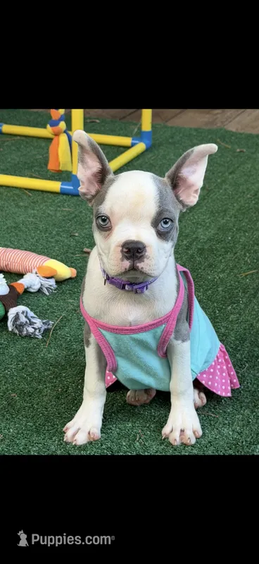 Kasey-AKC – Boston Terrier puppy for sale in Konawa, OK