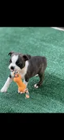 Jase-AKC, a male Boston Terrier for sale in Konawa, OK – 8 of 8