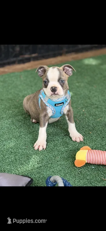 Jesse-AKC – Boston Terrier puppy for sale in Konawa, OK