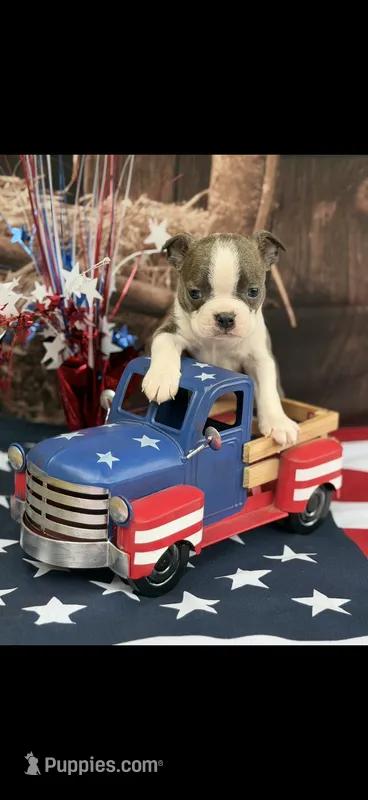 Denver-AKC – Boston Terrier puppy for sale in Konawa, OK