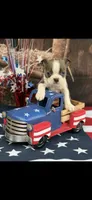 Denver-AKC, a male Boston Terrier for sale in Konawa, OK – 9 of 10
