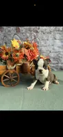 Tyson-AKC, a male Boston Terrier for sale in Konawa, OK – 8 of 9