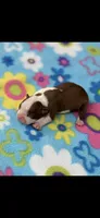 Reba-AKC, a female Boston Terrier for sale in Konawa, OK – 2 of 6