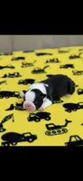 Charlie-AKC, a male Boston Terrier for sale in Konawa, OK – 5 of 7