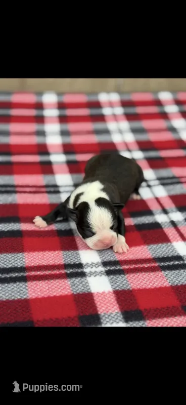 Wyatt-AKC – Boston Terrier puppy for sale in Konawa, OK