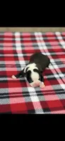 Wyatt-AKC, a male Boston Terrier for sale in Konawa, OK – 1 of 7