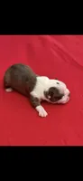 Watson-AKC, a male Boston Terrier for sale in Konawa, OK – 6 of 8
