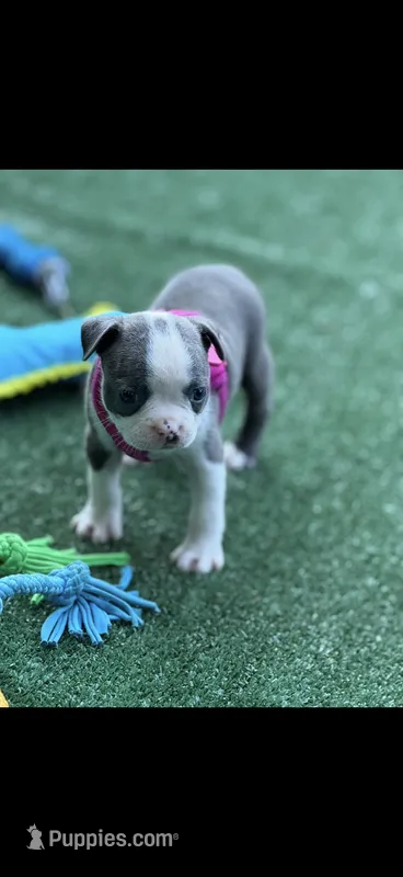 Avery-AKC – Boston Terrier puppy for sale in Konawa, OK