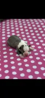 Chrissy-AKC, a female Boston Terrier for sale in Konawa, OK – 4 of 5