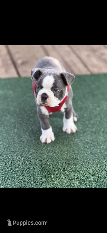 Blue-AKC – Boston Terrier puppy for sale in Konawa, OK