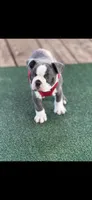 Blue-AKC, a male Boston Terrier for sale in Konawa, OK – 1 of 10