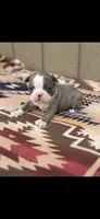 Nash-AKC, a male Boston Terrier for sale in Konawa, OK – 8 of 10