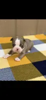Nash-AKC, a male Boston Terrier for sale in Konawa, OK – 4 of 10