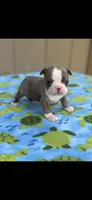 Nash-AKC, a male Boston Terrier for sale in Konawa, OK – 6 of 10