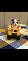 Nash-AKC, a male Boston Terrier for sale in Konawa, OK – 7 of 10