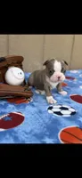 Nash-AKC, a male Boston Terrier for sale in Konawa, OK – 3 of 10
