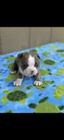 Nash-AKC, a male Boston Terrier for sale in Konawa, OK – 2 of 10