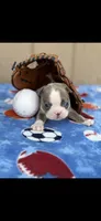 Nash-AKC, a male Boston Terrier for sale in Konawa, OK – 5 of 10