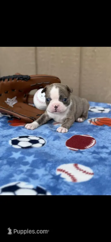 Nash-AKC – Boston Terrier puppy for sale in Konawa, OK