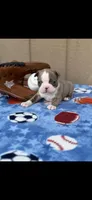 Nash-AKC, a male Boston Terrier for sale in Konawa, OK – 1 of 10