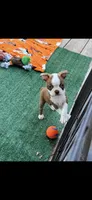 Coco-AKC, a male Boston Terrier for sale in Konawa, OK – 4 of 10