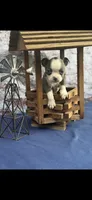 Jesse-AKC, a male Boston Terrier for sale in Konawa, OK – 5 of 6
