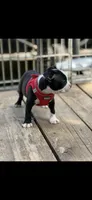 Wyatt-AKC, a male Boston Terrier for sale in Konawa, OK – 5 of 10
