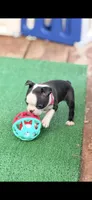 Bolt-AKC, a male Boston Terrier for sale in Konawa, OK – 8 of 10