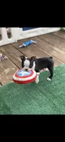 Bolt-AKC, a male Boston Terrier for sale in Konawa, OK – 6 of 10