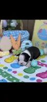 Bolt-AKC, a male Boston Terrier for sale in Konawa, OK – Photo 8 of 10