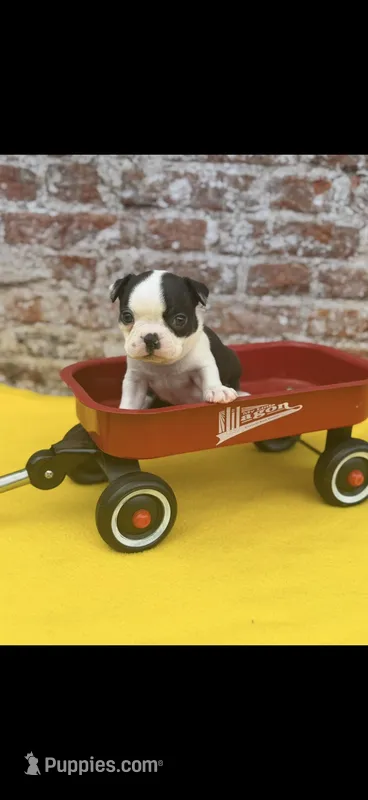 Bolt-AKC – Boston Terrier puppy for sale in Konawa, OK