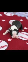 Bolt-AKC, a male Boston Terrier for sale in Konawa, OK – Photo 2 of 7