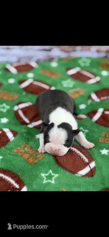 Bolt-AKC – Boston Terrier puppy for sale in Konawa, OK