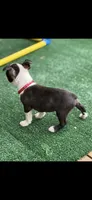 Bolt-AKC, a male Boston Terrier for sale in Konawa, OK – 5 of 10