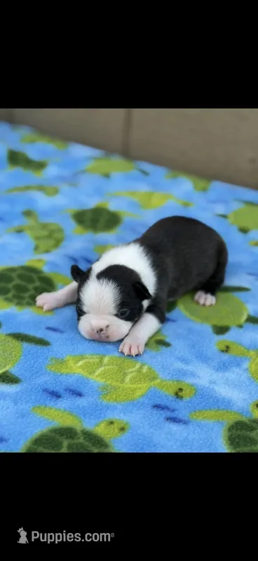 Bolt-AKC – Boston Terrier puppy for sale in Konawa, OK