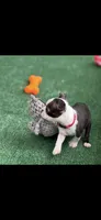 Bolt-AKC, a male Boston Terrier for sale in Konawa, OK – 2 of 10