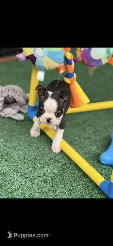 Bolt-AKC – Boston Terrier puppy for sale in Konawa, OK