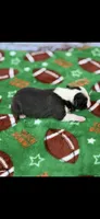 Bolt-AKC, a male Boston Terrier for sale in Konawa, OK – Photo 5 of 7