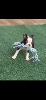 Bolt-AKC, a male Boston Terrier for sale in Konawa, OK – 7 of 10