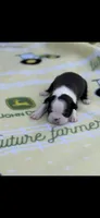 Bolt-AKC, a male Boston Terrier for sale in Konawa, OK – Photo 6 of 10